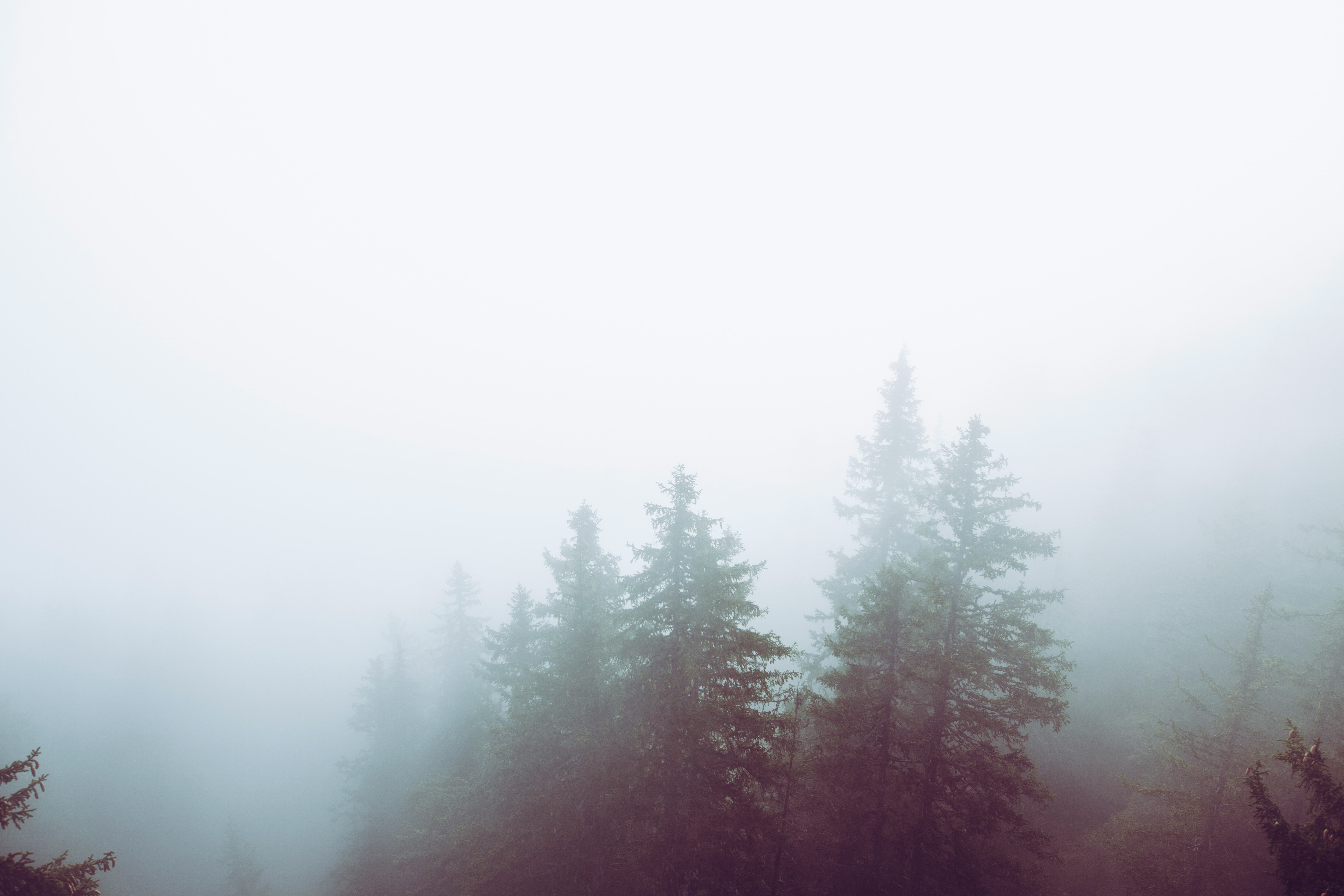 pine trees during daytime